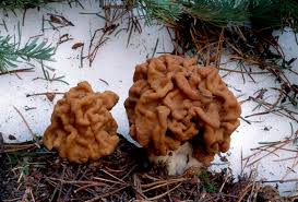 Attēlu rezultāti vaicājumam “Gyromitra”
