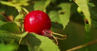 Attēlu rezultāti vaicājumam “Rosa majalis fruit”