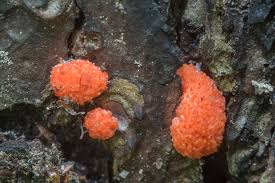 Attēlu rezultāti vaicājumam “Tubifera ferruginosa (subsp. ferruginosa) macro”