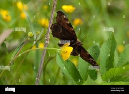 Attēlu rezultāti vaicājumam “Inachis io underside”
