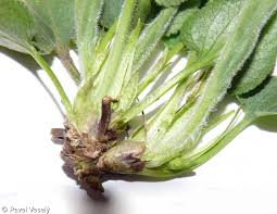 Attēlu rezultāti vaicājumam “Viola hirta leaf”