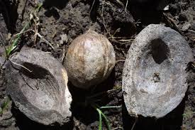 Attēlu rezultāti vaicājumam “Carya ovata fruit”