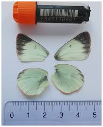 Attēlu rezultāti vaicājumam “Colias palaeno male”