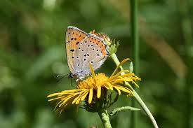 Attēlu rezultāti vaicājumam “Lycaena alciphron”