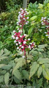 Image result for Christophskraut