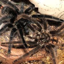 Znalezione obrazy dla zapytania Grammostola grossa