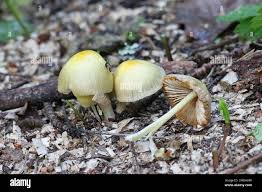 Attēlu rezultāti vaicājumam “Bolbitius vitellinus”