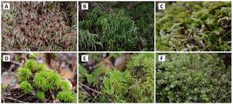 Attēlu rezultāti vaicājumam “Atrichum flavisetum”