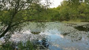 Image result for Orpington District Angling Association