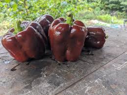 Afbeeldingsresultaat voor chocolate beauty sweet pepper