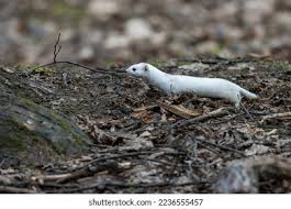 Attēlu rezultāti vaicājumam “Mustela nivalis adult”