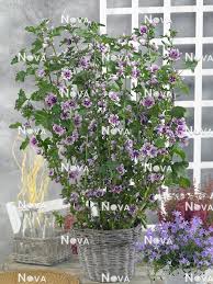 Image result for Malva sylvestris 'Zebrina'