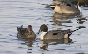 Image result for Anas acuta