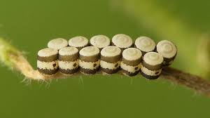 Attēlu rezultāti vaicājumam “Eurydema oleracea imago”