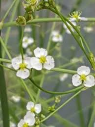 Attēlu rezultāti vaicājumam “Alisma plantago-aquatica flower”