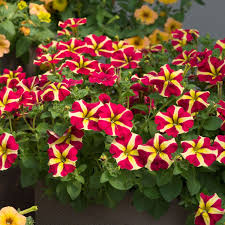 Image result for Petunia hybrida