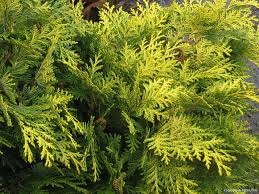 Attēlu rezultāti vaicājumam “Chamaecyparis lawsoniana”