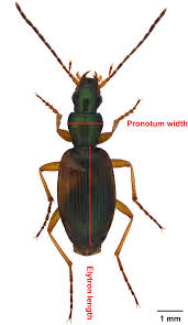 Attēlu rezultāti vaicājumam “Anchomenus dorsalis”