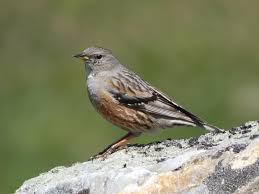 Image result for Prunella collaris