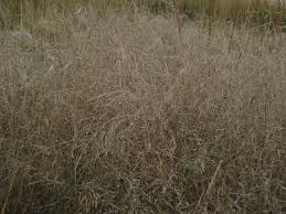 Attēlu rezultāti vaicājumam “Puccinellia distans”