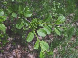 Attēlu rezultāti vaicājumam “Rhamnus cathartica leaf”