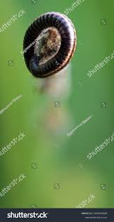 Attēlu rezultāti vaicājumam “Ommatoiulus sabulosus aimatopodus”