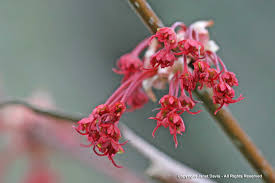 Attēlu rezultāti vaicājumam “Acer saccharinum flower”