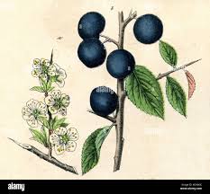 Attēlu rezultāti vaicājumam “Prunus spinosa leaf”