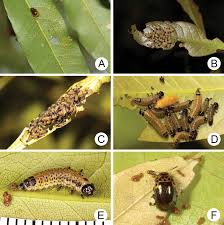 Attēlu rezultāti vaicājumam “Gonioctena”