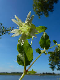 Attēlu rezultāti vaicājumam “Silene baccifera flower”