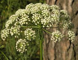 Attēlu rezultāti vaicājumam “Peucedanum oreoselinum flower”