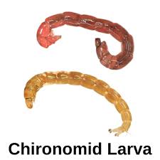 Attēlu rezultāti vaicājumam “Chironomidae larva”