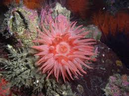 Attēlu rezultāti vaicājumam “Ceriporiopsis aneirina”