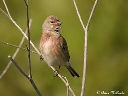 Attēlu rezultāti vaicājumam “Carduelis cannabina male”