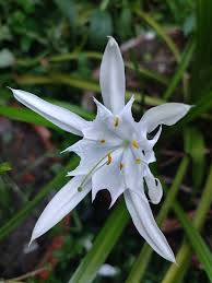 Attēlu rezultāti vaicājumam “Amarillidaceae”