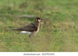 Image result for Glareola maldivarum