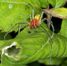 Attēlu rezultāti vaicājumam “Miturgidae”