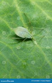 Attēlu rezultāti vaicājumam “Acyrthosiphon”