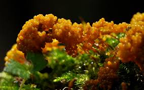 Attēlu rezultāti vaicājumam “Badhamia lilacina”