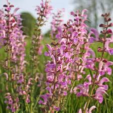 Image result for Salvia pratensis `Rose Rhapsody