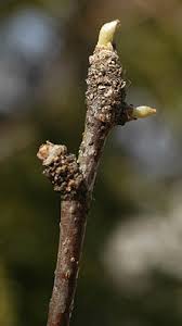 Attēlu rezultāti vaicājumam “Lycogala botrydium”