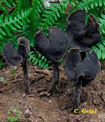 Attēlu rezultāti vaicājumam “Helvella atra”