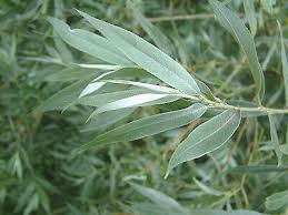 Attēlu rezultāti vaicājumam “Salix alba var. alba”