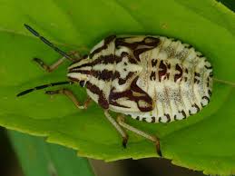 Attēlu rezultāti vaicājumam “Carpocoris sp. nymph”