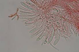 Attēlu rezultāti vaicājumam “Hyaloscypha hyalina”