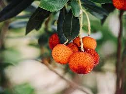 Attēlu rezultāti vaicājumam “Trientalis europaea fruit”