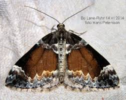 Attēlu rezultāti vaicājumam “Dysstroma truncata”