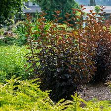 Attēlu rezultāti vaicājumam “Physocarpus opulifolius”