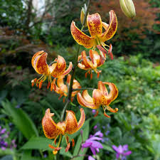 Attēlu rezultāti vaicājumam “Lilium martagon leaf”