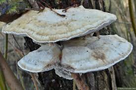 Attēlu rezultāti vaicājumam “Trametes suaveolens”